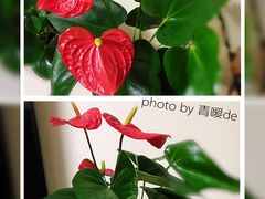 -秦美花卉(天朗·莱茵小城2期店)