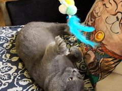 -more than meow吴止猫主题餐厅(承德 中船汇店)