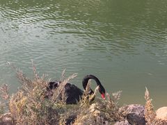 -芭东小镇温泉