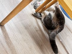 -柴迷FANS CLUB·柴犬狗咖·猫咖
