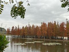 -白鹭湾湿地公园