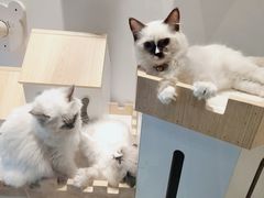 -喵喵咪呀布偶猫咖(春熙路店)