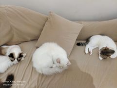 -怪兽屋·羊驼·猫咖·狗咖(俊华广场店)