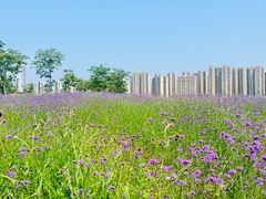 -洋湖国家湿地公园