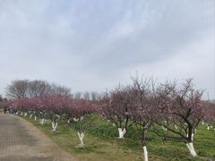 -上海海湾国家森林公园