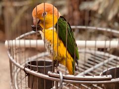 -南宫五洲植物乐园