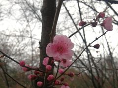 -无锡梅园公园