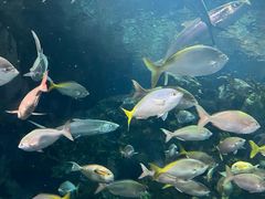 -上海海洋水族馆