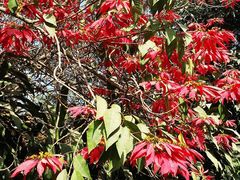 -瑞丽独树成林风景区