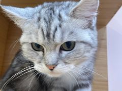 -猫咪派对(江南西店)