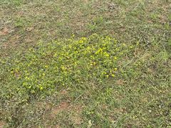 -盘龙城国家考古遗址公园