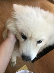 -英刺青 纹身 洗纹身