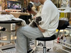 -momokira米努特·德文卷毛猫·棉花面纱犬
