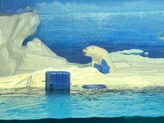 -海合安天津极地海洋公园