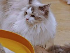 -有喵·猫咖·狗咖·30几只猫10只小狗(岗厦店)