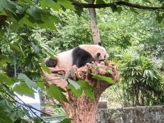 -都江堰中华大熊猫苑