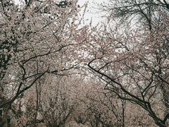 -桃花堤公园