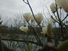 -雁滩公园