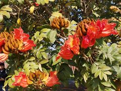 -中国科学院西双版纳热带植物园