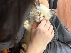 -楼上猫咖(罗湖店)
