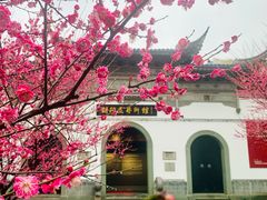 -顾村公园