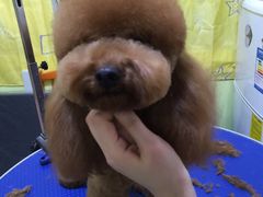 -爱宠屋pet shop·宠物洗澡·宠物美容