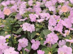 -深圳国际园林花卉博览园