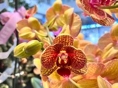 -卓花境Flowerwonderland花店