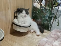 -屋虎猫馆(宝安大仟里店)