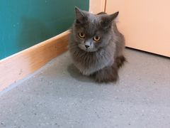 -飞行喵MR PILOT|猫舍·猫咖(静安大融城店)