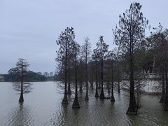 -顺峰山公园