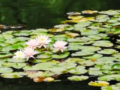 -浙江西子宾馆·瑶园咖啡厅