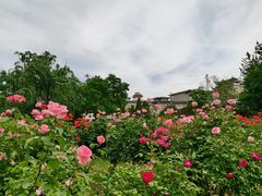 -莲花池公园