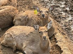 -石家庄市动物园