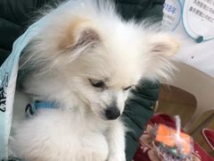 -瑞派宠物医院·中兽医专科(中央商城分院)