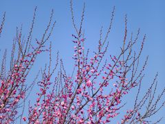 -花开海上生态园