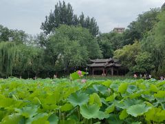 -莲湖公园