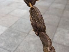 -家吉加州八珍(印象城店)