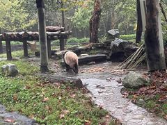 -都江堰中华大熊猫苑