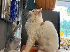 -平行世界·猫咖(首经贸店)