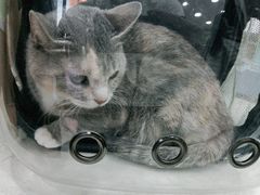 -瑞鹏宠物医院·猫科·宠保定点(梅溪湖分院)