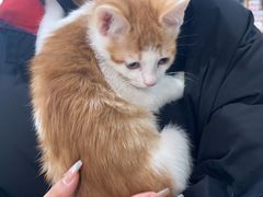 -宠颐生宠物医院·心肾内科·猫专科诊疗中心宠巢店