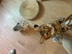 -楼上猫咖(罗湖店)
