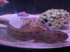 -大连圣亚海洋世界