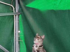 -臭鳜鱼人家·老字号徽菜