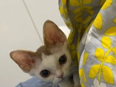 -山宅一喵德文卷毛猫舍