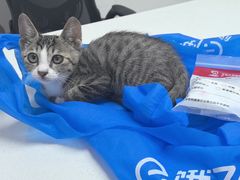 -艾贝尔宠物医院 ·中兽医·宠保定点(北门桥店)