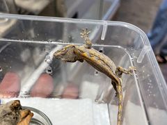 -酷以爬仙阁实体爬宠店·守宫·蜥蜴·专业繁育