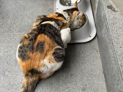 -Again Coffee Roaster(香蜜湖店)