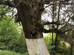-七曲山风景区